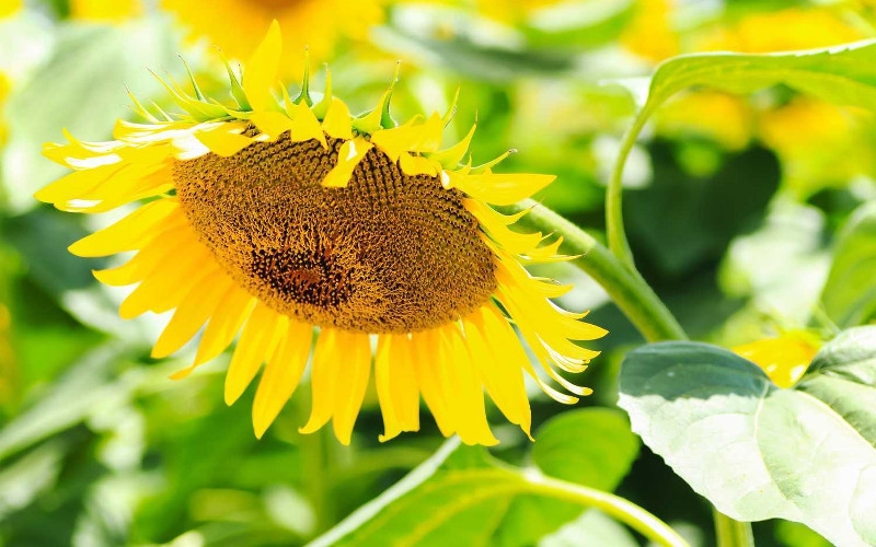 正しく知っていれば対策出来る 夏バテを防ぐ薬膳のチカラ レポハピ