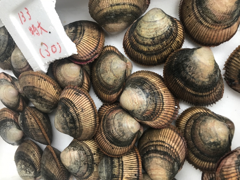 これから旬を迎える魚達《高級鮮魚・食材 マイウェイ》