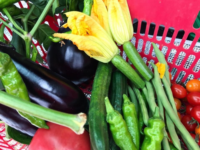 鷹峯の畑から考える、料理における野菜という存在①