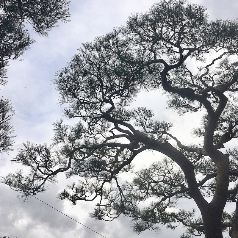 木造りのこと①まぁまぁ、まだまだこの目は節穴 (京都 中井造園)