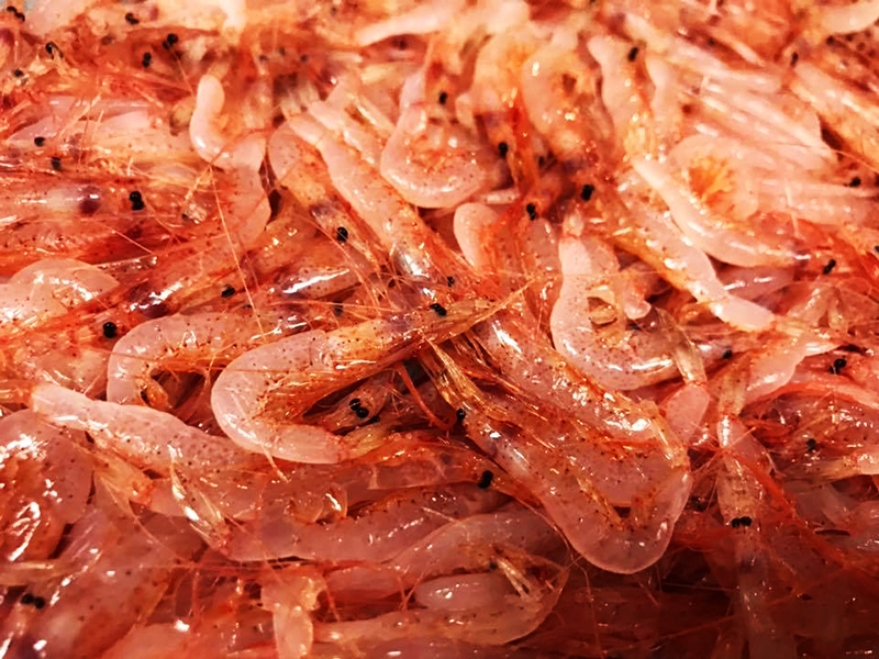 花ひで 市場で毎朝仕入れる季節の新鮮魚介と オーナーこだわりの日本酒をじっくりと味わう 愛知 古見 滋味活彩 花ひで レポハピ