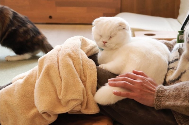 Neko Cafe Cat Tail 熱々のチーズがとろける もちもちピザフリッター 膝乗り猫に癒される猫カフェ 大阪 なんば Neko Cafe Cat Tail レポハピ Neko Cafe Cat Tail 熱々のチーズがとろける もちもちピザフリッター 膝乗り猫に癒される猫カフェ 大阪 なんば Neko Cafe Cat Tail レポハピ
