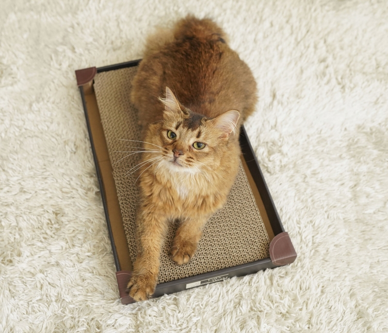 スタイリッシュな猫用爪とぎ「くるとぎスクエア」を体験してInstagram投稿しよう!|Cat's new Worldタイアップ企画 スタイリッシュな猫用爪とぎ「くるとぎスクエア」を体験してInstagram投稿しよう!|Cat's new Worldタイアップ企画|Cat's new World