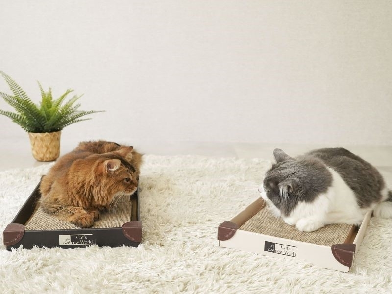 愛猫と飼い主に寄り添う優しい環境づくりをお手伝い! スタイリッシュなデザインがお部屋に映える新しい視点の爪とぎ。ミニマルだけどユースフル、もったいないを減らしたCat's new Worldの「くるとぎスクエア」 愛猫と飼い主に寄り添う優しい環境づくりをお手伝い! スタイリッシュなデザインがお部屋に映える新しい視点の爪とぎ。ミニマルだけどユースフル、もったいないを減らしたCat's new Worldの「くるとぎスクエア」|Repohappy Press