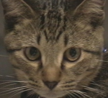 猫好きライター(関西)