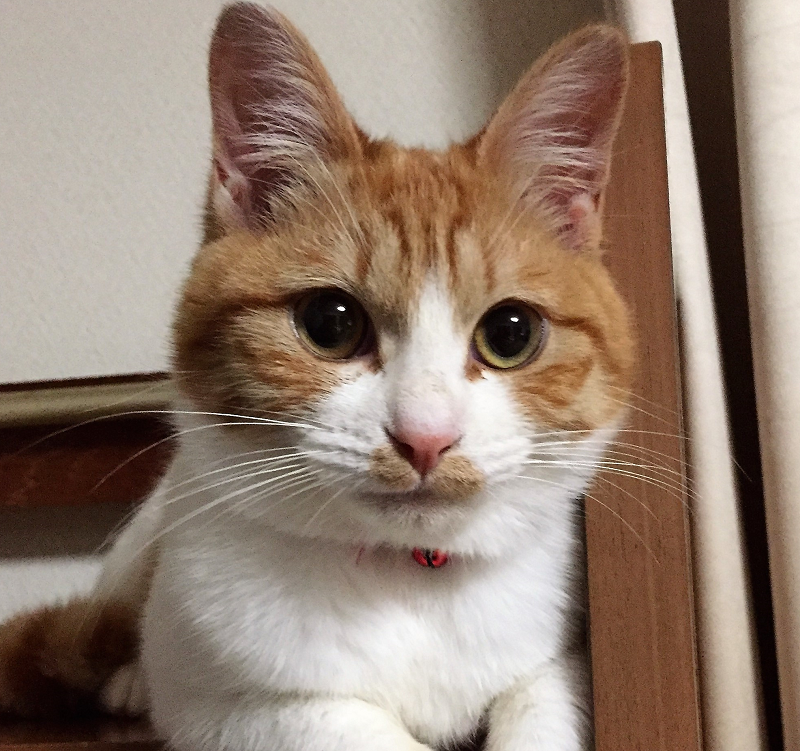 クリス(九州)