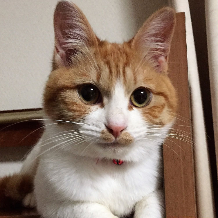 クリス(九州)